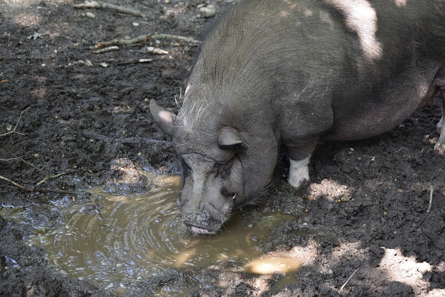 曼联复兴计 曼联复兴计